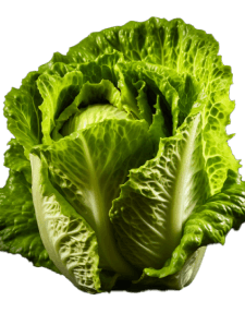 lettuce